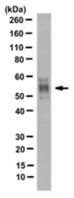BIG1 Mouse anti-Human, Clone: 102, MilliporeSigma 100 &mu;g;Unconjugated:Antibodies,